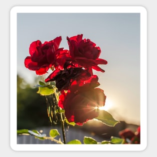 Red roses against summer evening sun Sticker